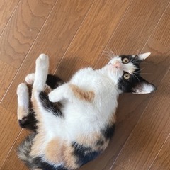 鍵しっぽの三毛猫