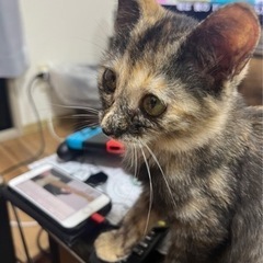 【急募】保護した子猫　人懐こいサビ猫ちゃんです