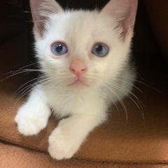 可愛いらしい白子猫ちゃん(^^)  お話し中です。