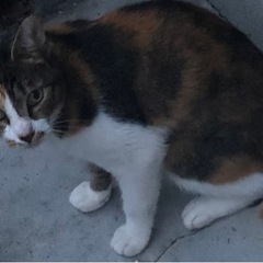 【募集中】三毛猫美人ママ💖