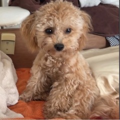 迷い犬見つかりました😭🧡