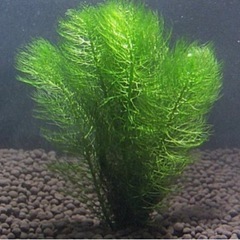 水草　マツモ　お譲りします