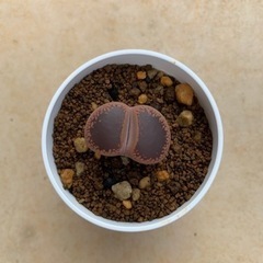 多肉植物 いろいろ11苗セット ありがとうございます。決まりました。の画像