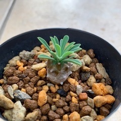 多肉植物 いろいろ11苗セット ありがとうございます。決まりました。の画像