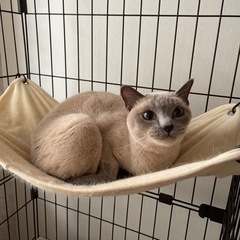 (決まりました、お問い合わせありがとうございました。)ドンキニー...