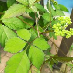 リクガメさんの好きな野草あげます