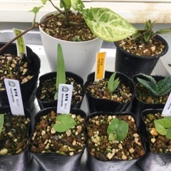 多肉植物　亀甲竜　スプラフォリアータ　デーツ　ペペロミア　アロエ