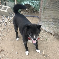 散歩が大好きな明るい子です！ - 犬