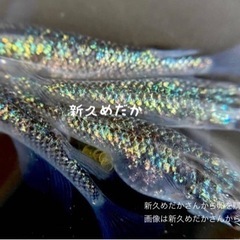 【夢舞めだか】サファイア【多色ラメ、虹ラメ】稚魚2匹
