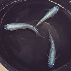 完売🌟幹之🌟メダカの稚魚の画像