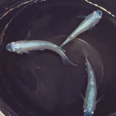 完売🌟幹之🌟メダカの稚魚の画像