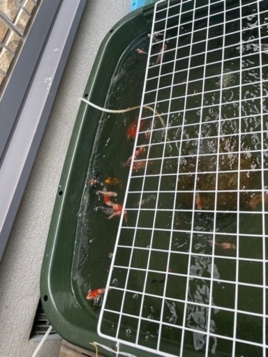 メダカ　錦鯉