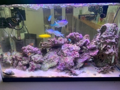 海水水槽　年末セール