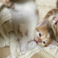 里親様決まりました。ありがとうございました😌