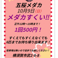 【五桜メダカ】10月9日　12時〜15時　メダカすくい