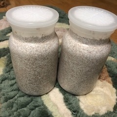オオヒラタケ系　菌糸瓶　1100 ２本