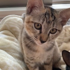麦わら猫の女の子の里親募集