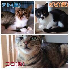 工場の親子猫