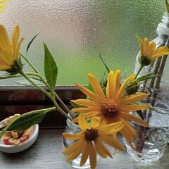 菊芋の花　最終値下げの画像