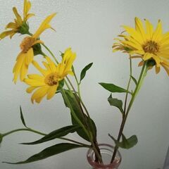 菊芋の花　最終値下げの画像