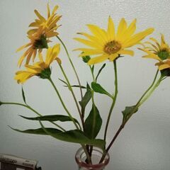 菊芋の花　最終値下げの画像