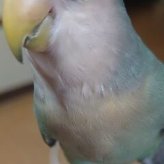 コザクラインコ