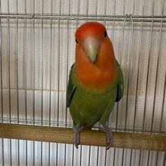 コザクラインコ　2羽　お迎えに来てくれる方限定