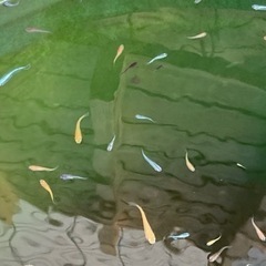 ミックスメダカ50匹＋αセット（2022.9.24UP）の画像