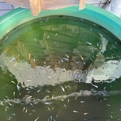 ミックスメダカ50匹＋αセット（2022.9.24UP）の画像