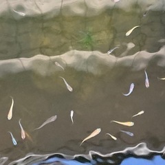 ミックスメダカ50匹＋αセット（2022.9.24UP）の画像