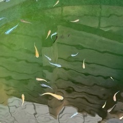 ミックスメダカ50匹＋αセット（2022.9.24UP）の画像