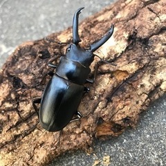 ギラファノコギリクワガタ ペア　小