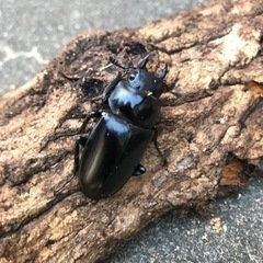 ギラファノコギリクワガタ ペア　小の画像