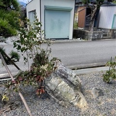 ブルーベリー　庭木