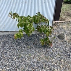 ハナミズキ　庭木