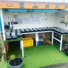 里山めだか無人販売所　9月24日　出品情報
