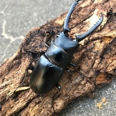 ギラファノコギリペア　中サイズ