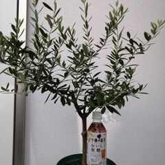 オリーブの木　観葉植物