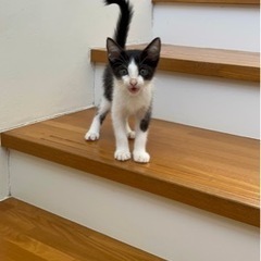 人懐っこい猫です