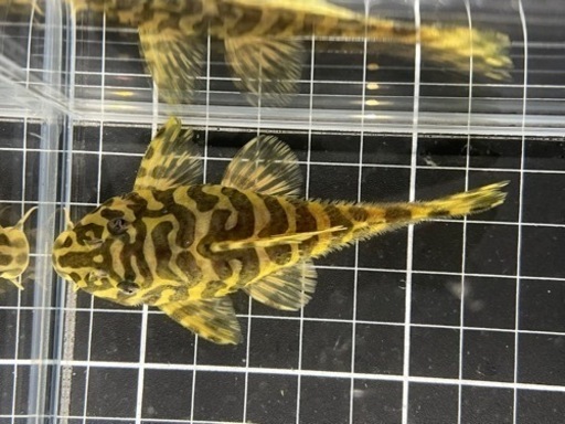 クイーンインペリアルタイガー（ワイルド）8.5cm  10000円