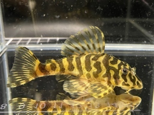 クイーンインペリアルタイガー（ワイルド）8.5cm  10000円