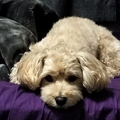 犬友募集