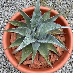 多肉植物　アガベ　他植物カット苗付けます