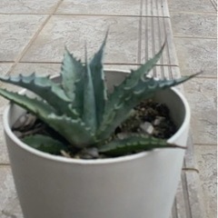多肉植物　アガベ　他植物カット苗付けますの画像