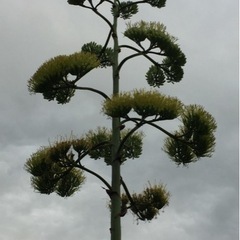 多肉植物　アガベ　他植物カット苗付けますの画像
