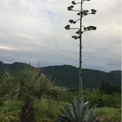 多肉植物　アガベ　他植物カット苗付けますの画像