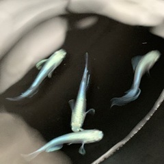 めだか サンセット極龍♂3♀1