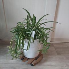 《値下げ》オリヅルラン　斑入りと斑無し寄植え