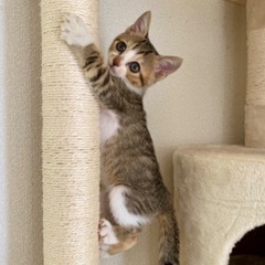 子猫の里親を募集してます