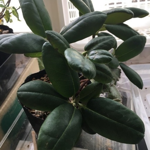 盆栽を45鉢小品全部で一括で札幌市内